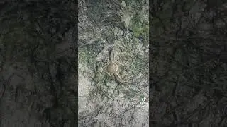 Pebble Crab Галечный краб