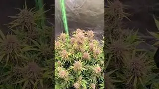 Update der Pflanzen | Fastbuds PurpleHaze - Spider Farmer Grow Set Up #shorts #plants #plantlover
