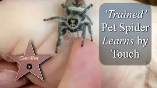 Genifer the Trained High Five Pet Jumping Spider Learns by Touch