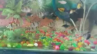 Penjernih air aquarium