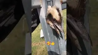 طائر عالق بسياج المزرعة Ein Vogel steckte in einem Bauernhof Zaun fest #funny #viral #fyp #nature