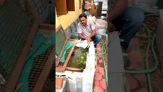 Tubiflex Worms Feeding Method 🤔🤔