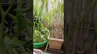Покупка саженцев авокадо онлайн || Обновление сада || Огородничество ||