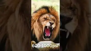 2 Jaguars vs 1 Lion, Who wins