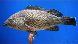オオモンハタ　Areolate grouper　Epinephelus areolatus