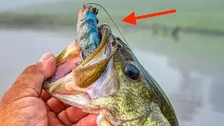 WANT TO CATCH MORE SUMMER BASS? FROG FISHING!