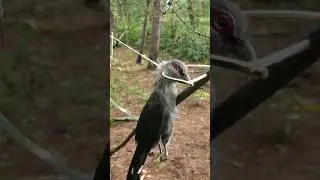 amazing bird trap work 100%