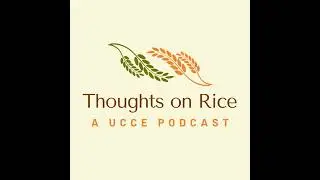 No-till rice with Bruce Linquist