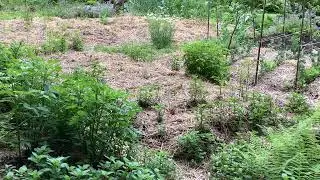 6/25/25 Organic Chef Life & view: Organic Raised Beds, No till, Permaculture, Edible Forest Garden