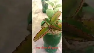 हमारा गाँव🙏#village#sheekho #4kHD #8kHDR #NATURE #SONG #VIREL #RELS #VIDEO #ART #NEWYERS #2025