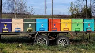 Облёт пчелы 8 ноября 2025 года