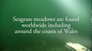 Investigating Sensitive Marine Habitats in Wales