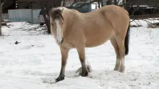 Хабайдак