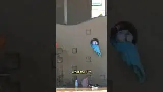 Приколист)