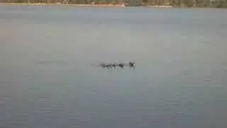 Long time ago in a lake far away III