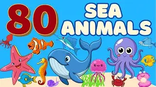 80 Amazing Sea Animals for Kids | Ocean Learning Adventure | Educational Video