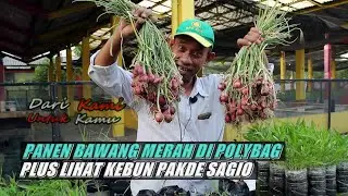 Bawang merah 10 polybag hasilnya segini banyak