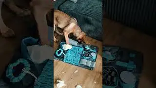 ⚠️MALINOIS⚠️-SNOOPING👃🏻-RUG (trailer) #shorts