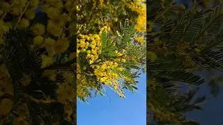 Красота! Мимоза расцвела в Батуми! #nature #batumi #georgia #visitgeorgia #мимоза #flowers
