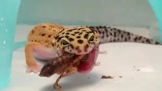 Leopard gecko eating huge dubia roacher
