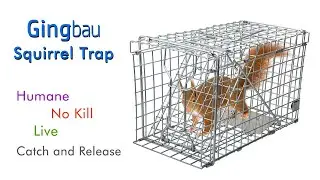 How To Set Up Gingbau Squirrel Trap