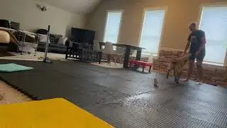 Fast fetch game