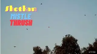 Hunting Mistle Thrush in Lebanon (كيخن التفاح)