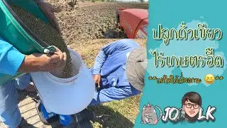 หว่านถั่วเขียว ถั่วมัน ไร่เกษตรอี๊ด  #ถั่วเขียว