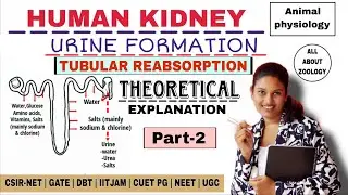 URINE FORMATION - TUBULAR REABSORPTION THEORY EXPLANATION | ANIMAL PHYSIOLOGY | CSIR-NET LIFECSIENCE