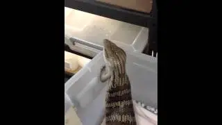 Albino paired to Hypomelanistic