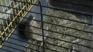 Le cri de la Caille / The cry of the quail