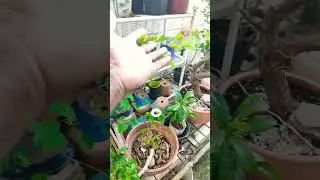 Bi-weekly updates Nerifolia, Ironwood and more #trybonsai #bonsaijourney #bonsaiprojects #newgrowth