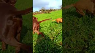 MANEJAS CON EL GO-GO-GO..?😅 #perros #ralf #comedia