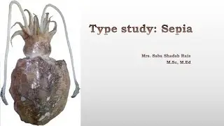 Type Study Sepia -  Complete Unit