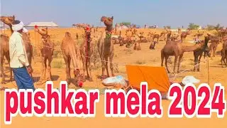 pushkar mela 2024 ऊंटों का भाव सुनकर हो रहे हैं हैरान व्यापारी 😱😱 #pushkarfair2024