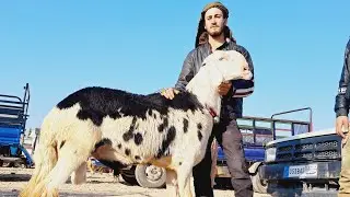 سوق جنديرس يوم الأحد/ 5 / 11 / 2023 / غنم مجنوي / خروف لحم/ خروف رباطة/ غنم رباطة/ جدي لحم