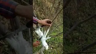 Black Amber Plum Pruning!! 1st Part