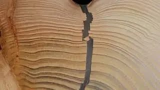 woodpiece