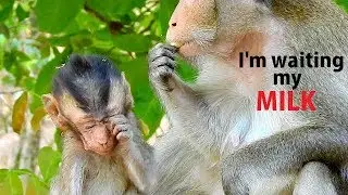 I'M WAITING MY MILK !! Long time Alba so sad hungry milk| Alba hungry mom not give milk.