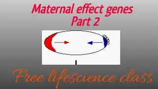 Maternal Effect Genes/Mechanism of maternal effect genes