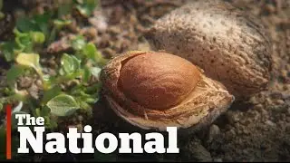 How the high demand for almonds is affecting California