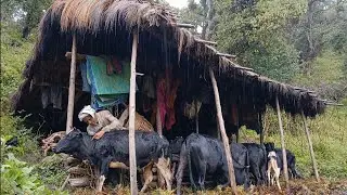 Best Life In  the Rin Seance nepali mountain village || village rin rular video || Must Peaceful 
