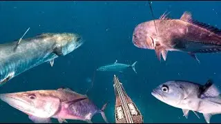 BALAHIBONG MANOK SPOT TINGLOY , MAMAW NA MGA PELAGIC ANG NADADALI. ||GABBY RAMAL