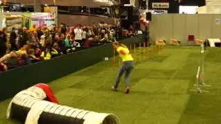 Malou AAWC 2015 Agility friday