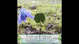 Plant spirit Ground Ivy on inner landscapes #shorts