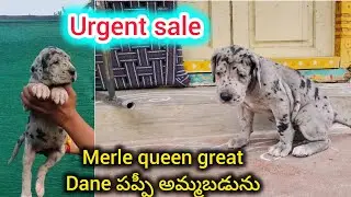 Top quality great dane puppy for sale in telugu/+91 77806 57571 /BGS pets 