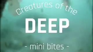 Striped Seaperch | Creatures of the Deep: Mini Bites