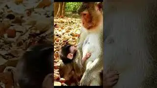 Monkey species: The baby monkey tried to beg for more milk, but the mother monkey refused.