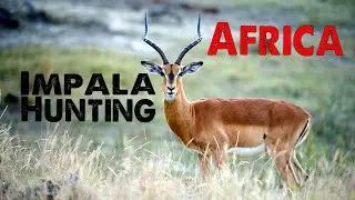 Hunting Impala in South Africa - Plains Game at its best in Africa