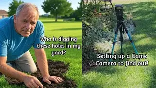 Who is digging holes in my yard?